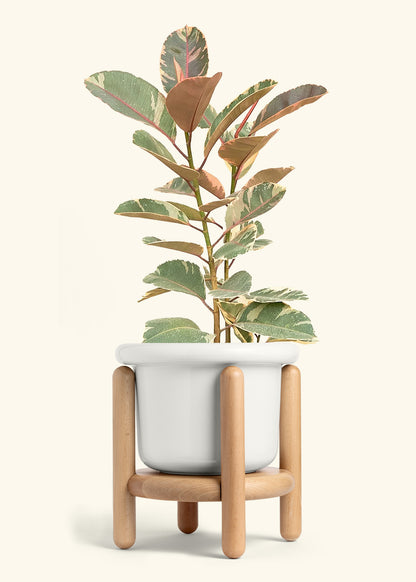 Ruby Rubber Tree in a 10 inches Fat Lip White Planter in a Beech Wood Stand