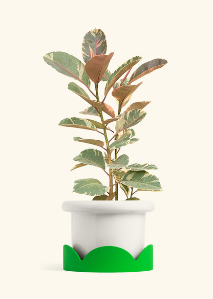 Ruby Rubber Tree in a 10 inches Fat Lip White Planter in a Shamrock Petal Drip Tray