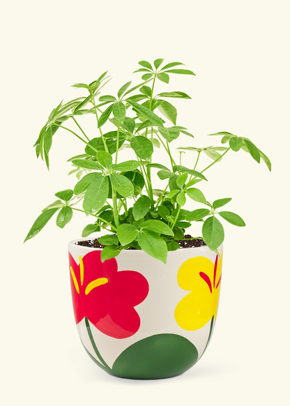 Rooted x Franca Limited-Edition Planter