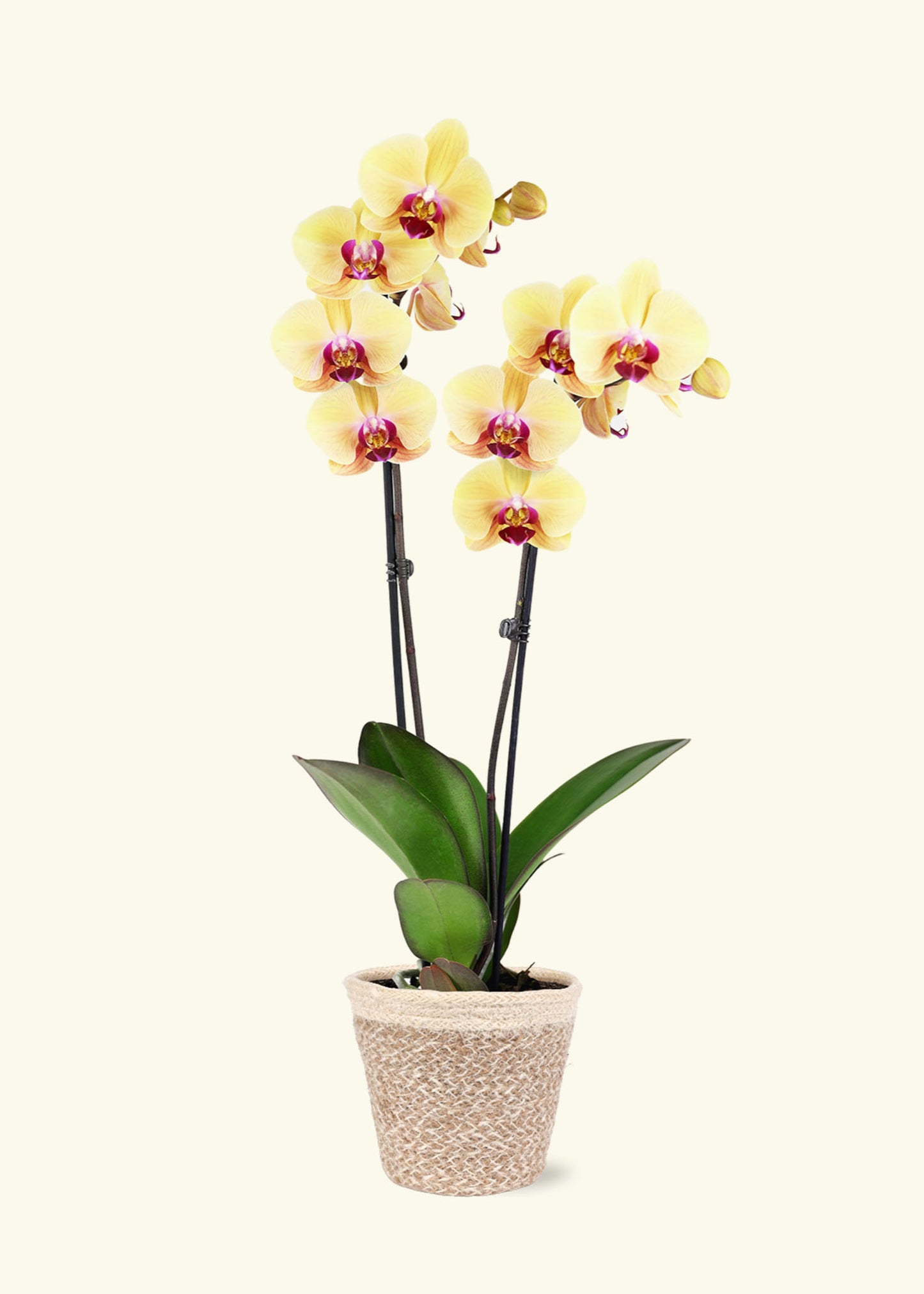 Small Yellow Orchid in a cream ivo jute grow pot.