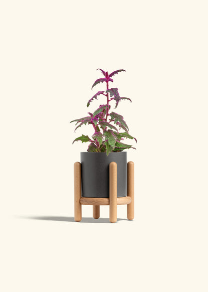 Purple Passion Plant in a 4 inches Charcoal Classic Cylinder Planter in a Beech Wood Stand