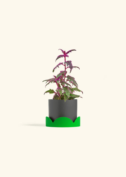 Purple Passion Plant in a 4 inches Charcoal Classic Cylinder Planter in a Shamrock Petal Drip Tray