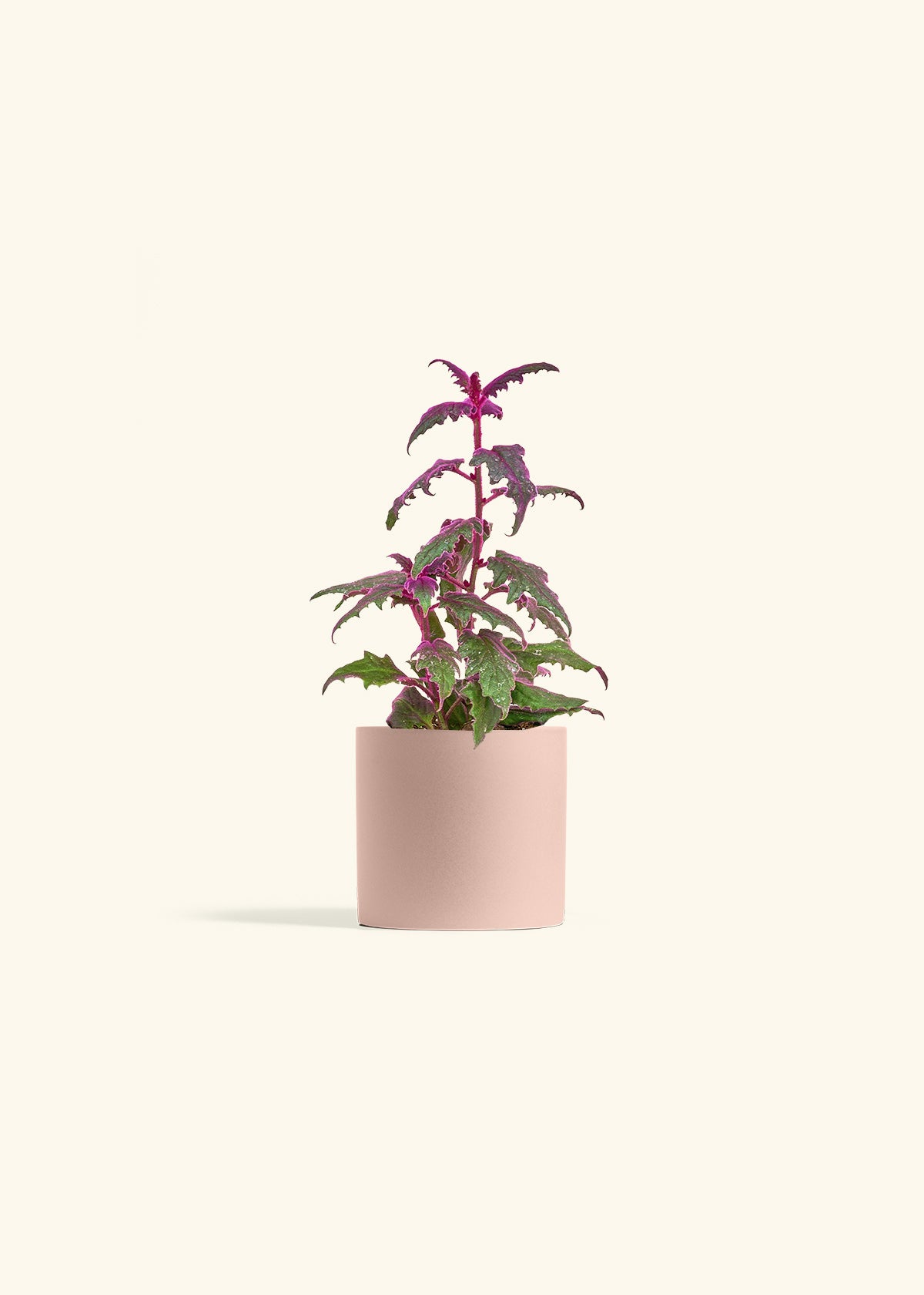 Purple Passion Plant in a 4 inches Pink Classic Cylinder Planter 