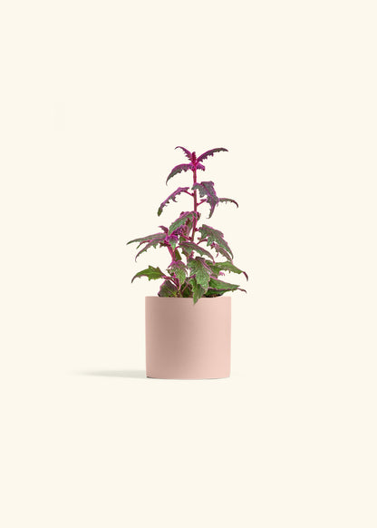 Purple Passion Plant in a 4 inches Pink Classic Cylinder Planter 