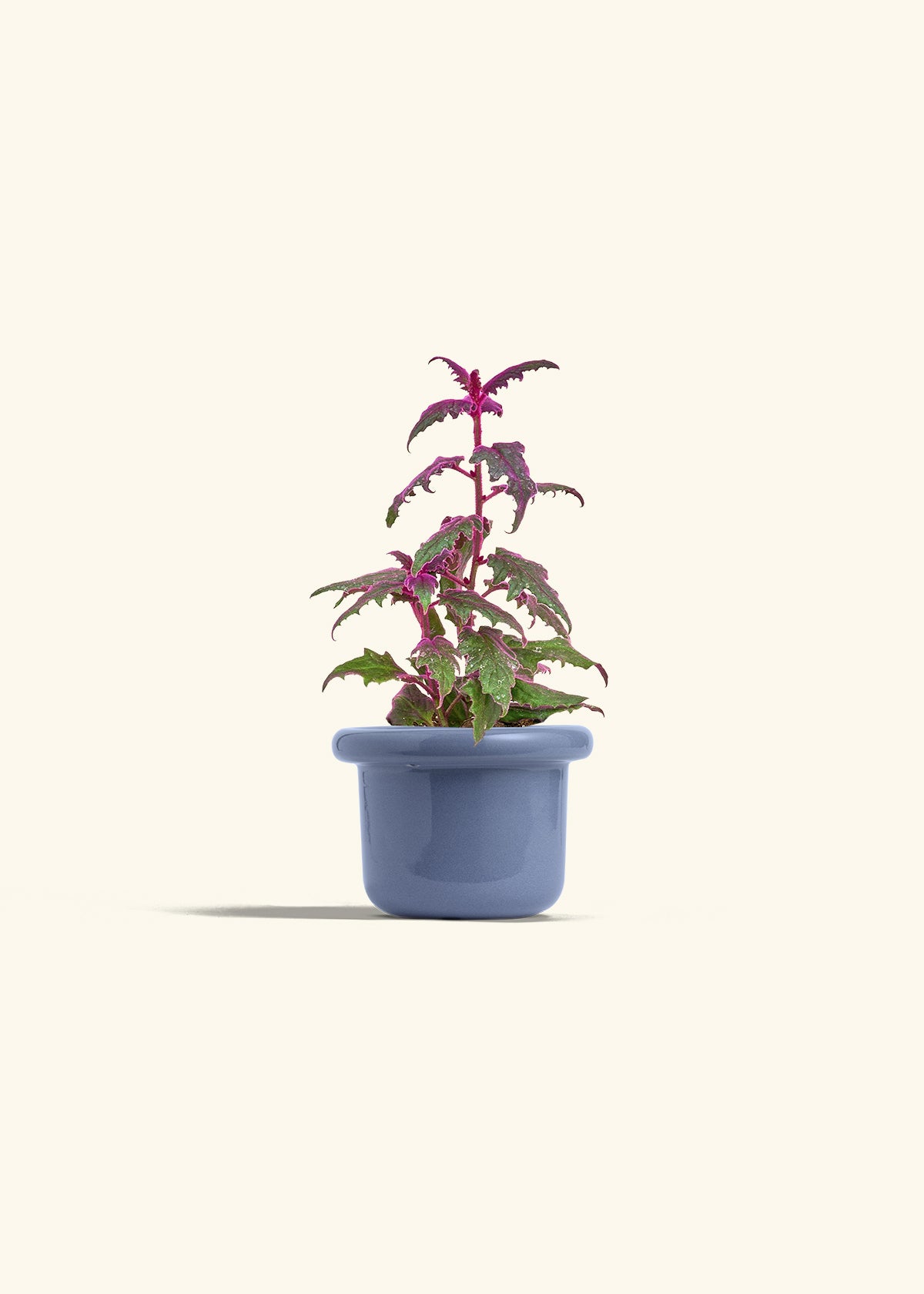 Purple Passion Plant in a 4 inches Fat Lip Blue Planter 