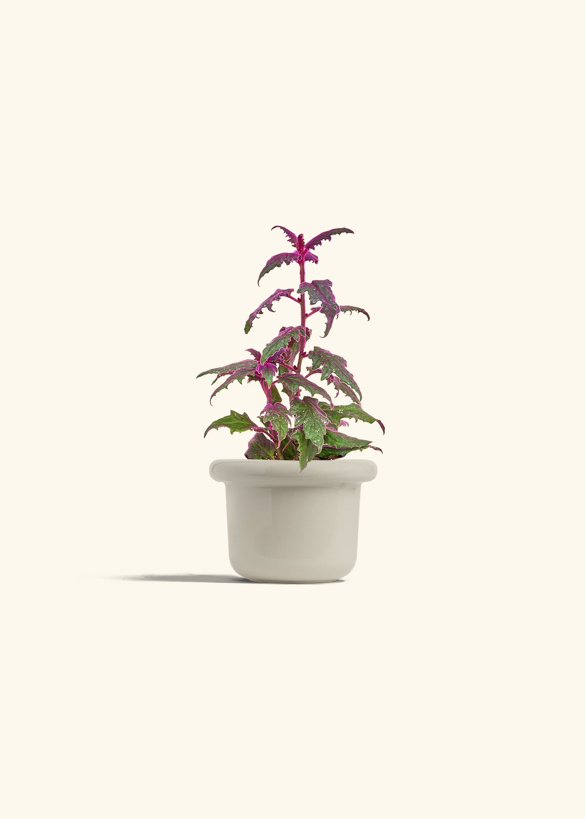 Purple Passion Plant in a 4 inches Fat Lip Oat Planter 