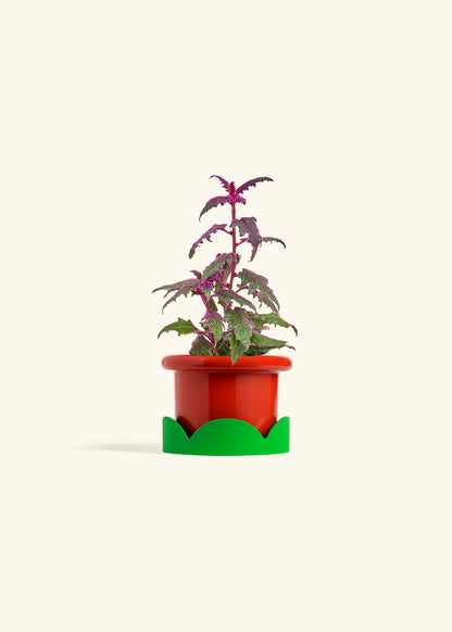 Purple Passion Plant in a 4 inches Fat Lip Red Planter in a Shamrock Petal Drip Tray