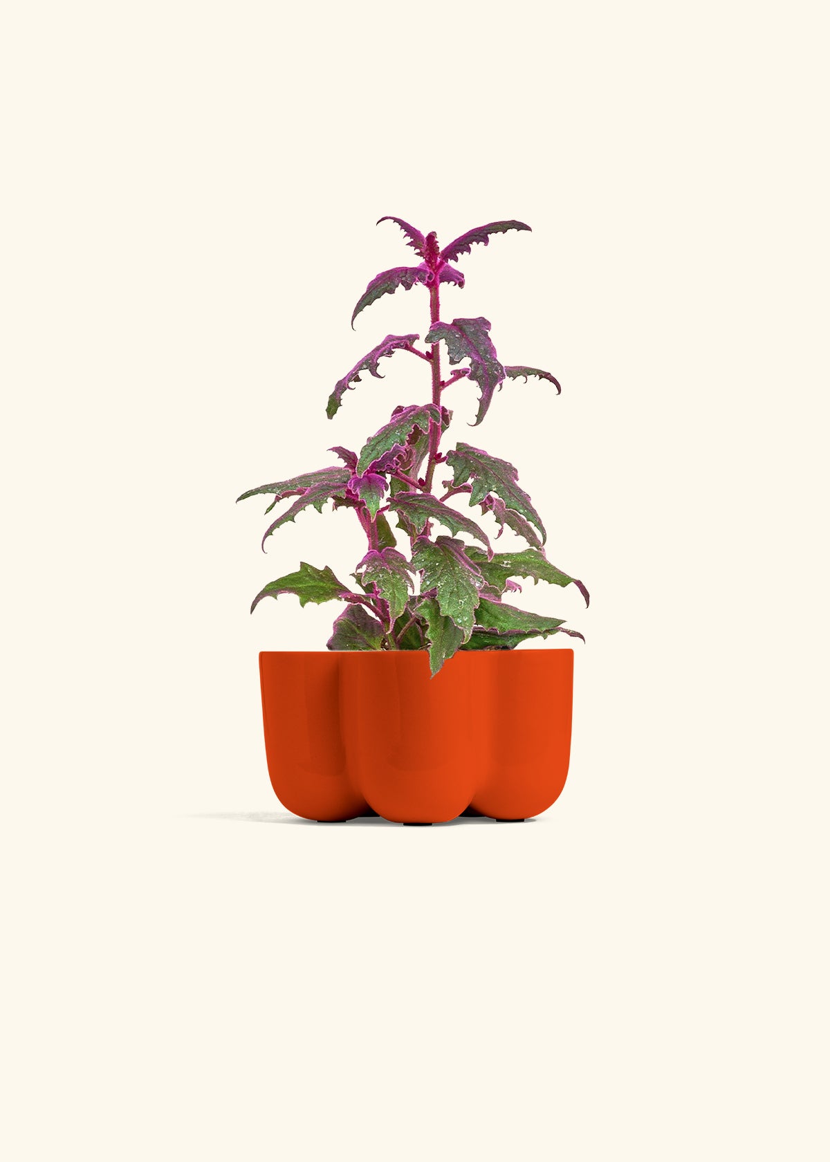 Purple Passion Plant in a 4 inches in a Red Petal Planter