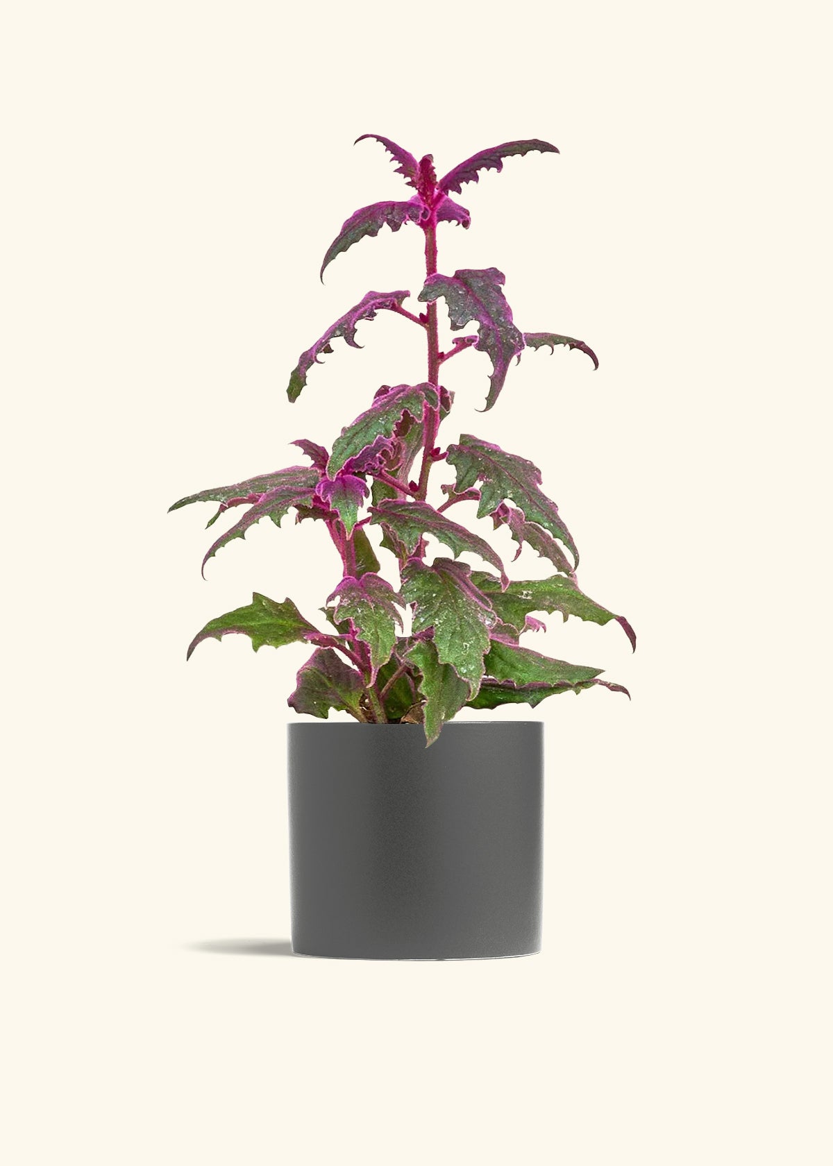 Purple Passion Plant in a 6  inches Pink Classic Cylinder Planter