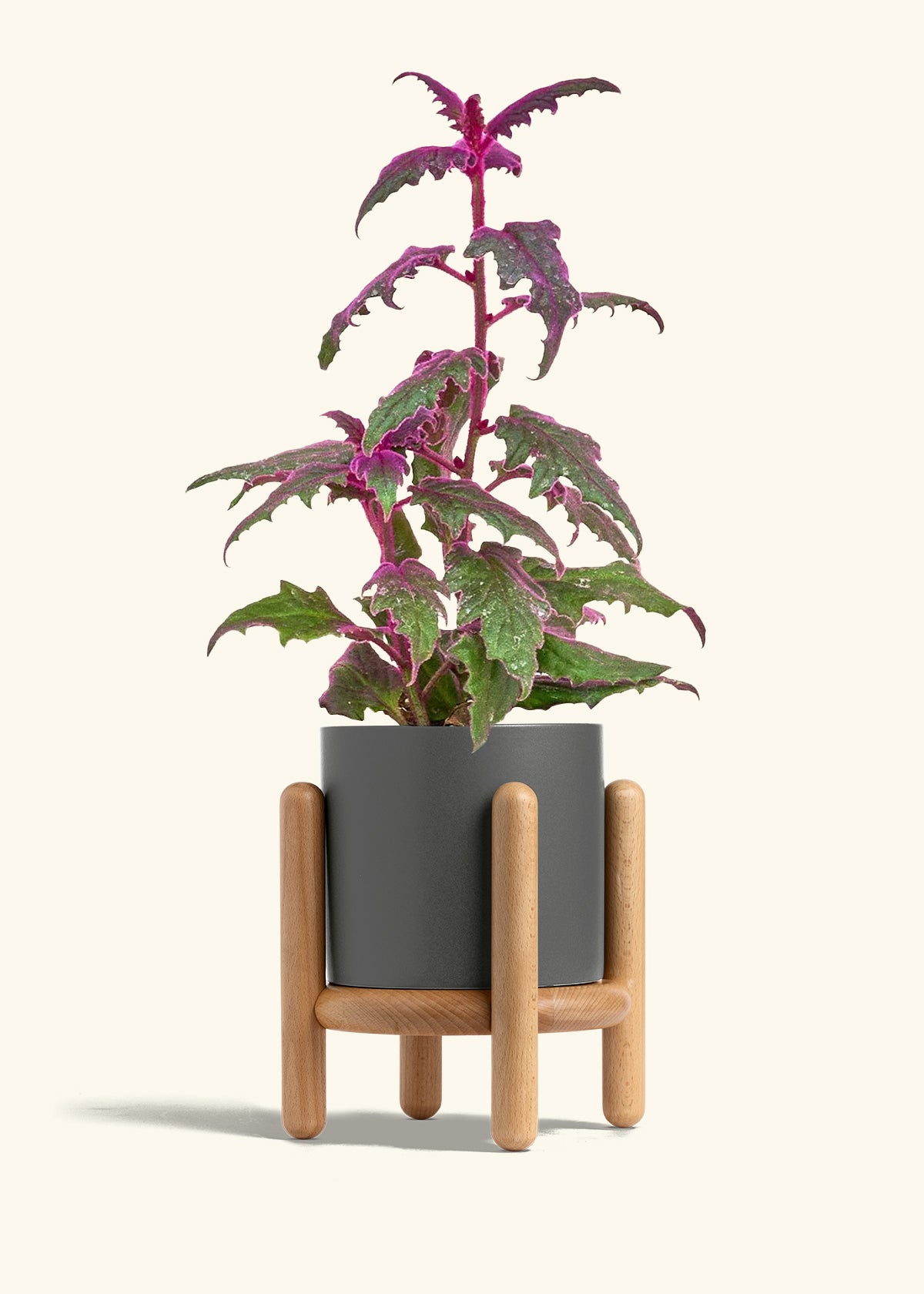 Purple Passion Plant in a 6  inches Pink Classic Cylinder Planter in a Beech Wood Stand