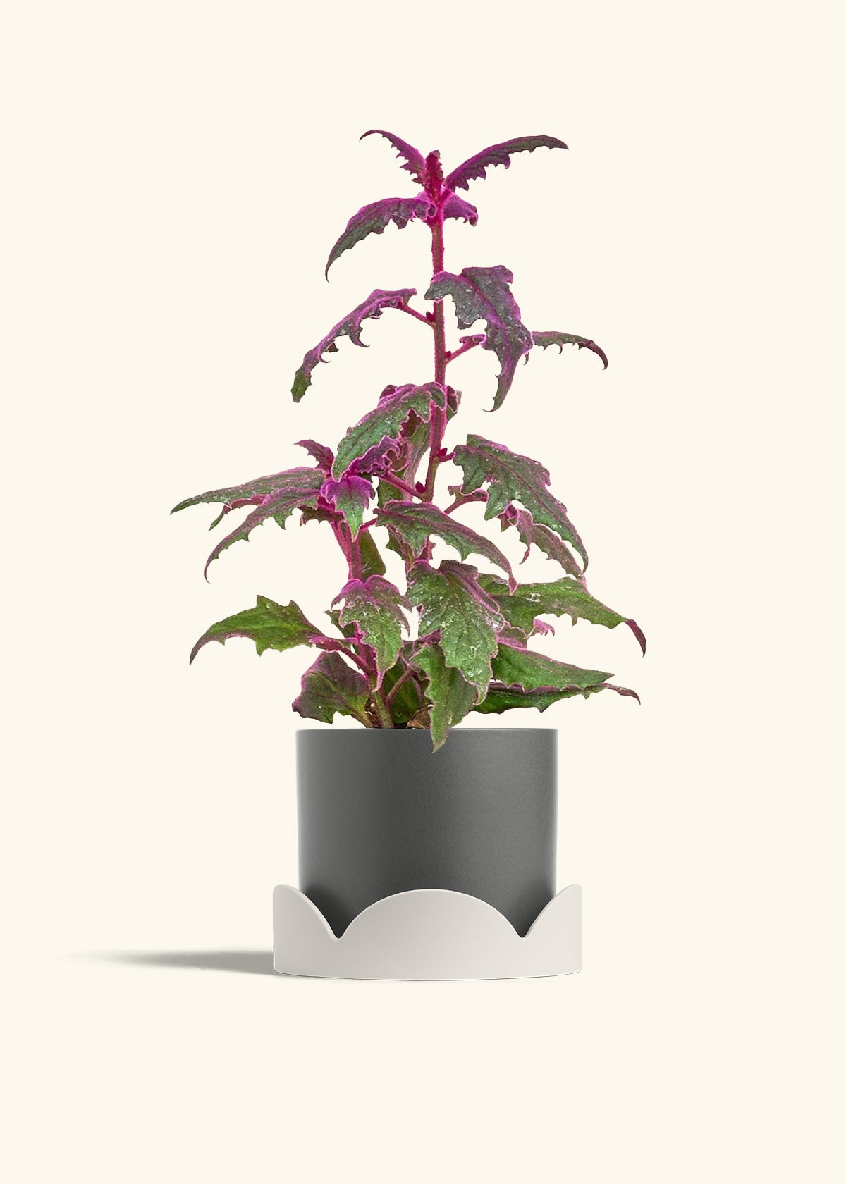 Purple Passion Plant in a 6  inches Pink Classic Cylinder Planter in a Shamrock Petal Drip Tray