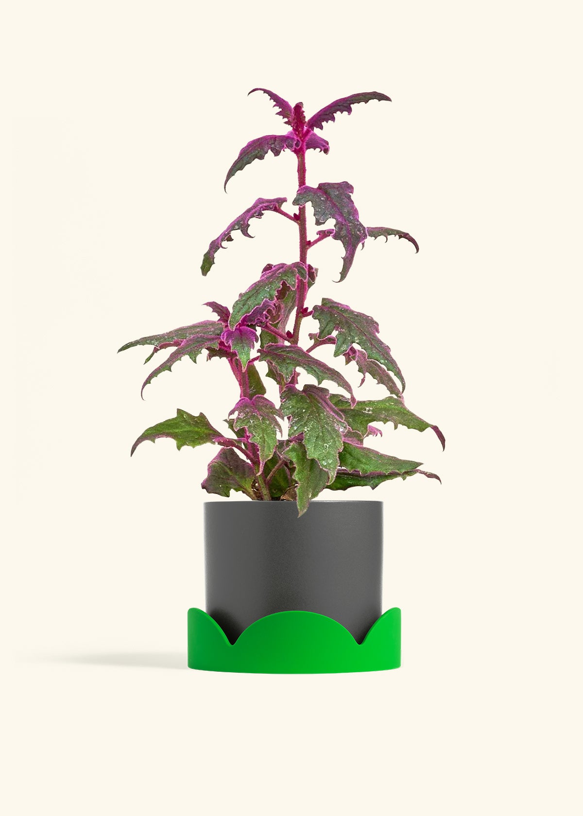 Purple Passion Plant in a 6  inches Pink Classic Cylinder Planter in a Oat Petal Drip Tray