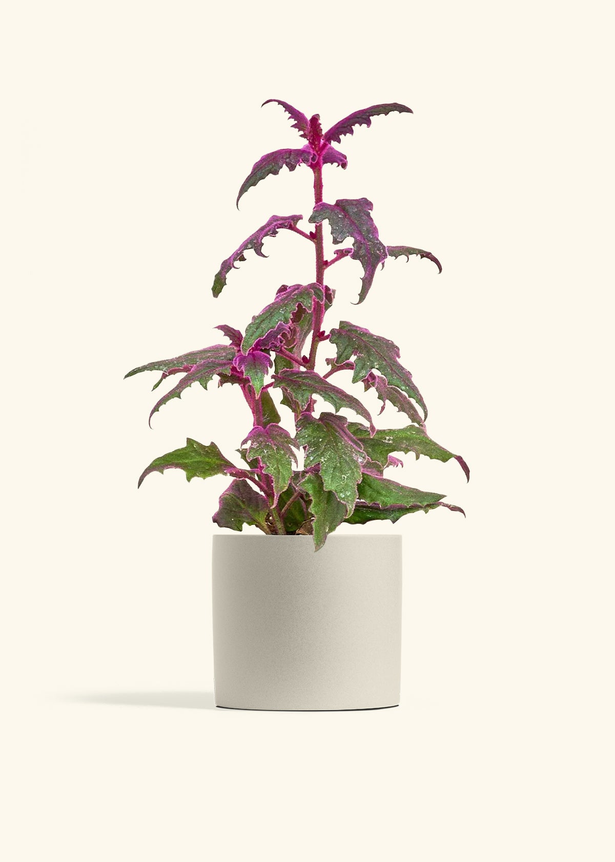 Purple Passion Plant in a 6  inches Oat Classic Cylinder Planter