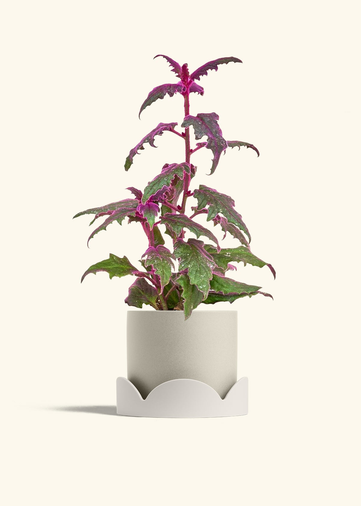 Purple Passion Plant in a 6  inches Oat Classic Cylinder Planter in a Oat Petal Drip Tray