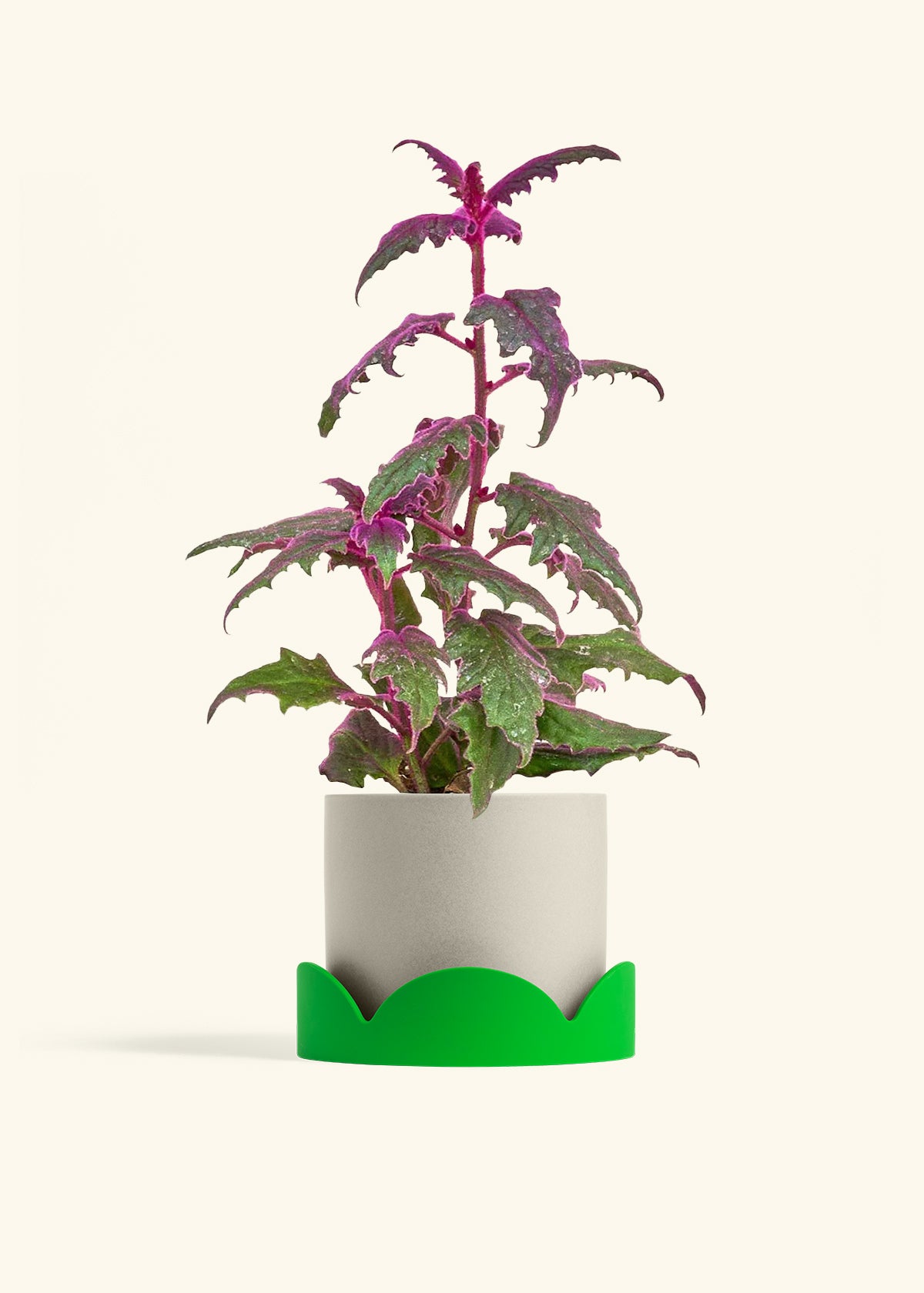 Purple Passion Plant in a 6  inches Oat Classic Cylinder Planter in a Shamrock Petal Drip Tray