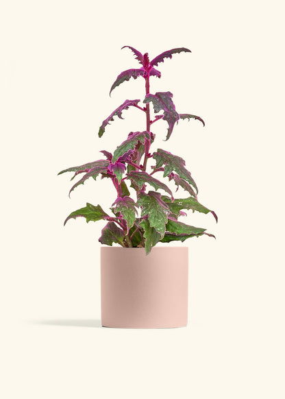 Purple Passion Plant in a 6  inches Charcoal Classic Cylinder Planter 