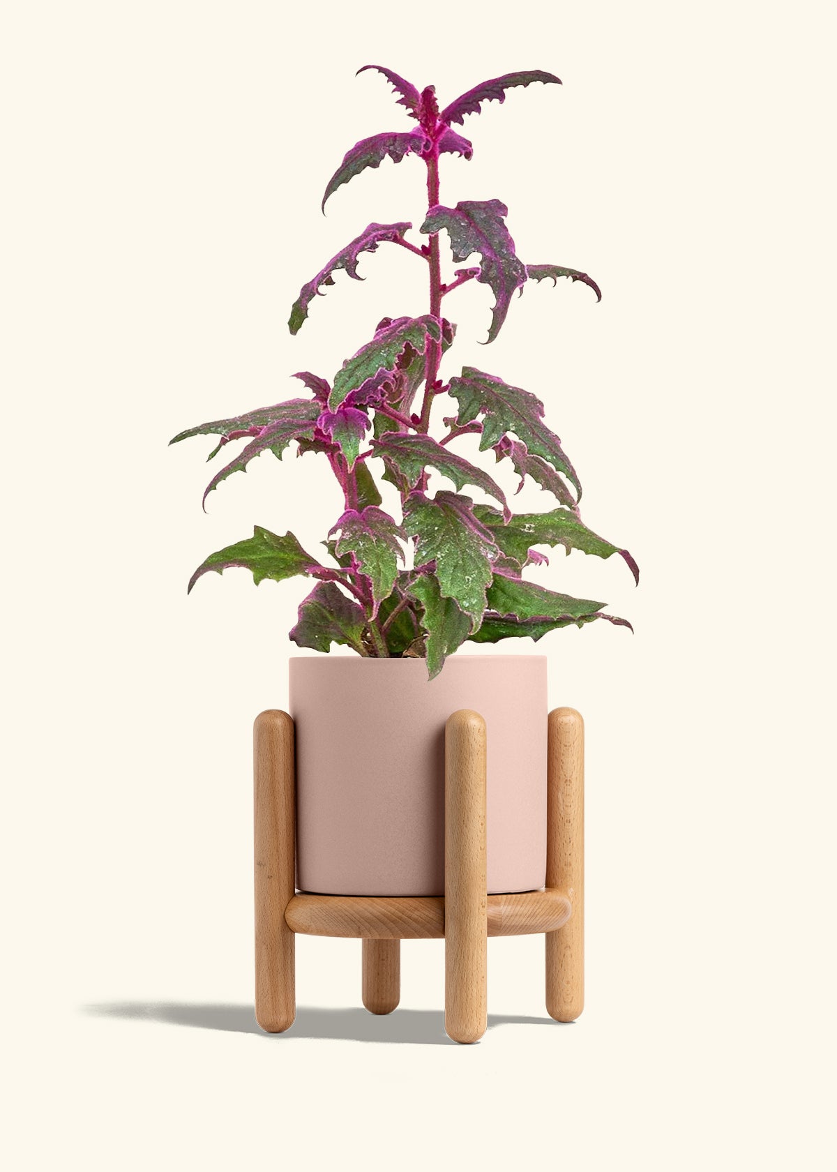 Purple Passion Plant in a 6  inches Charcoal Classic Cylinder Planter in a Beech Wood Stand