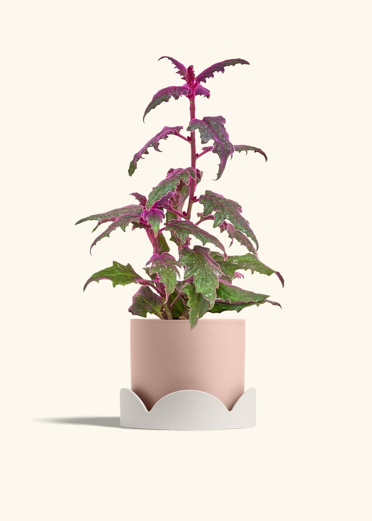 Purple Passion Plant in a 6  inches Charcoal Classic Cylinder Planter in a Oat Petal Drip Tray