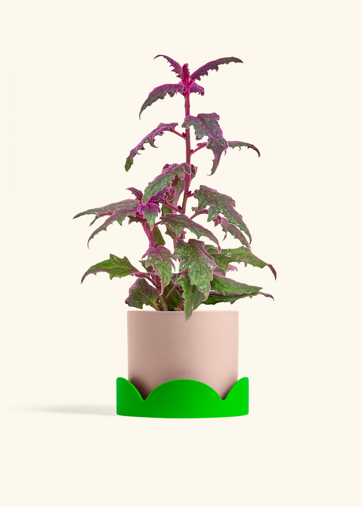 Purple Passion Plant in a 6  inches Charcoal Classic Cylinder Planter in a Shamrock Petal Drip Tray