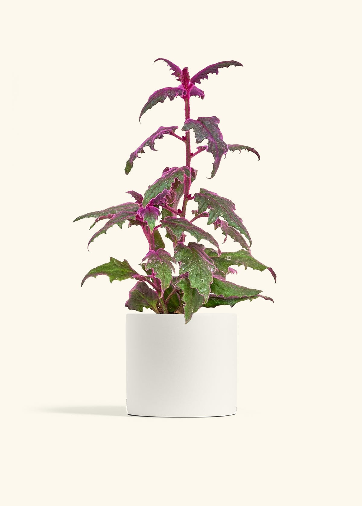 Purple Passion Plant in a 6  inches White Classic Cylinder Planter