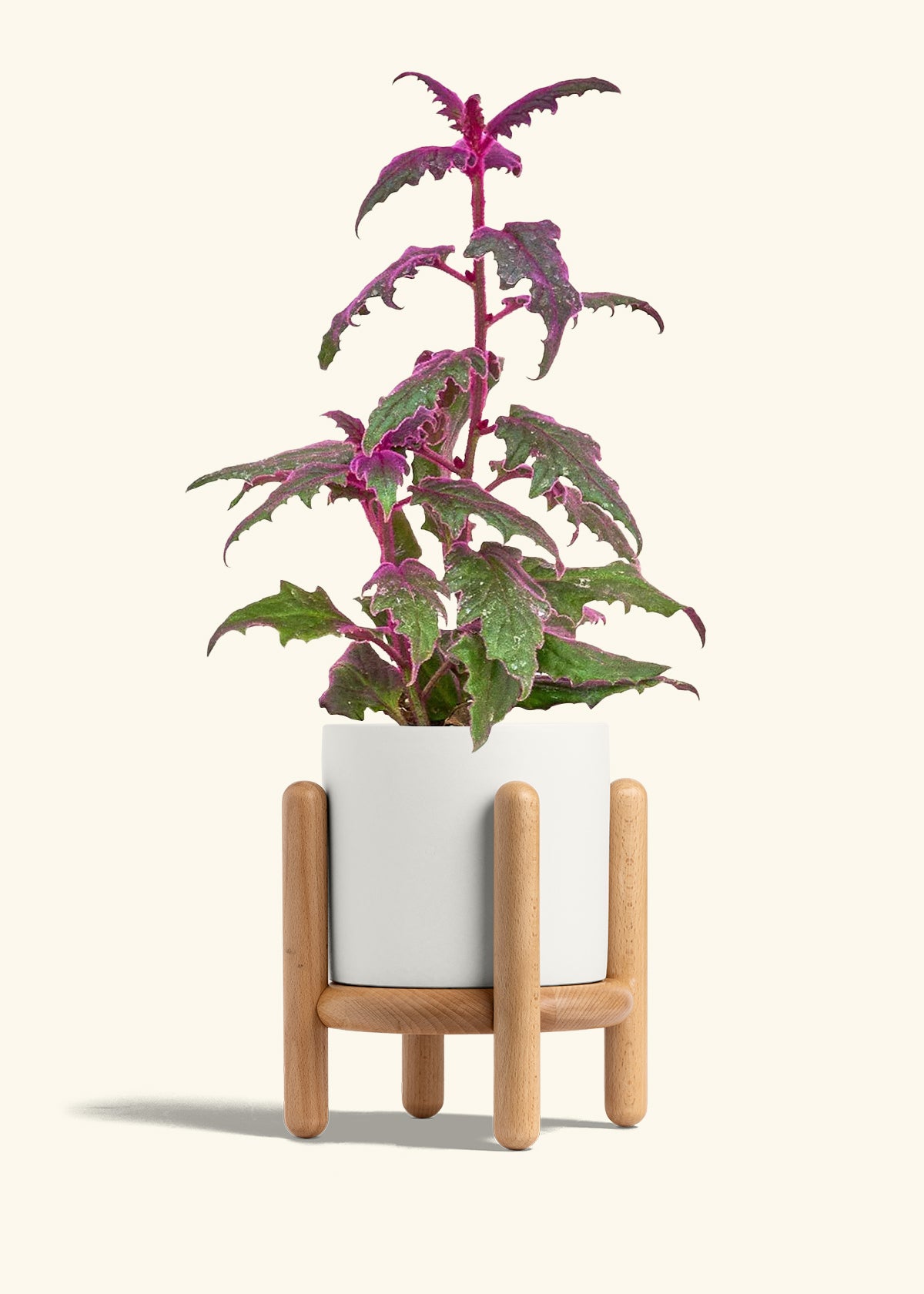 Purple Passion Plant in a 6  inches White Classic Cylinder Planter in a Beech Wood Stand