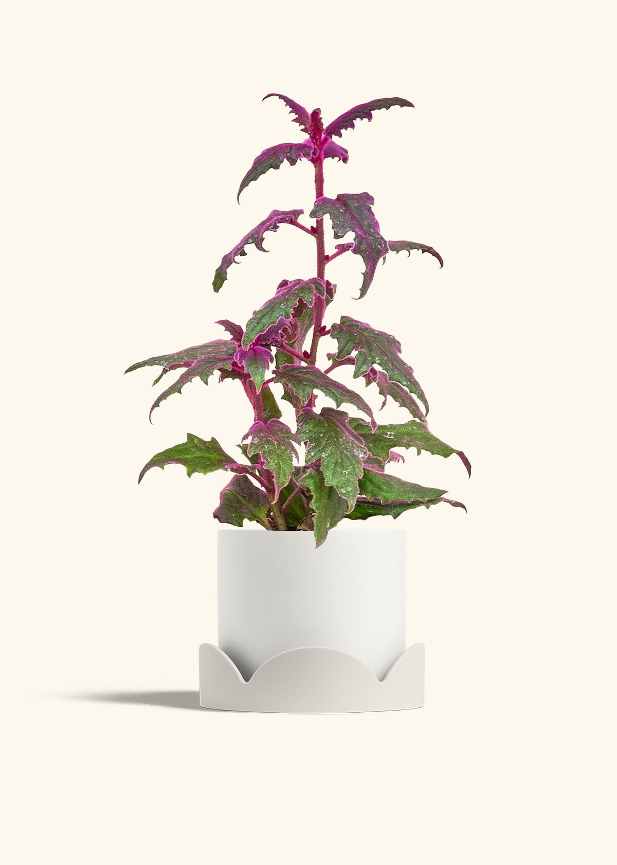 Purple Passion Plant in a 6  inches White Classic Cylinder Planter in a Shamrock Petal Drip Tray