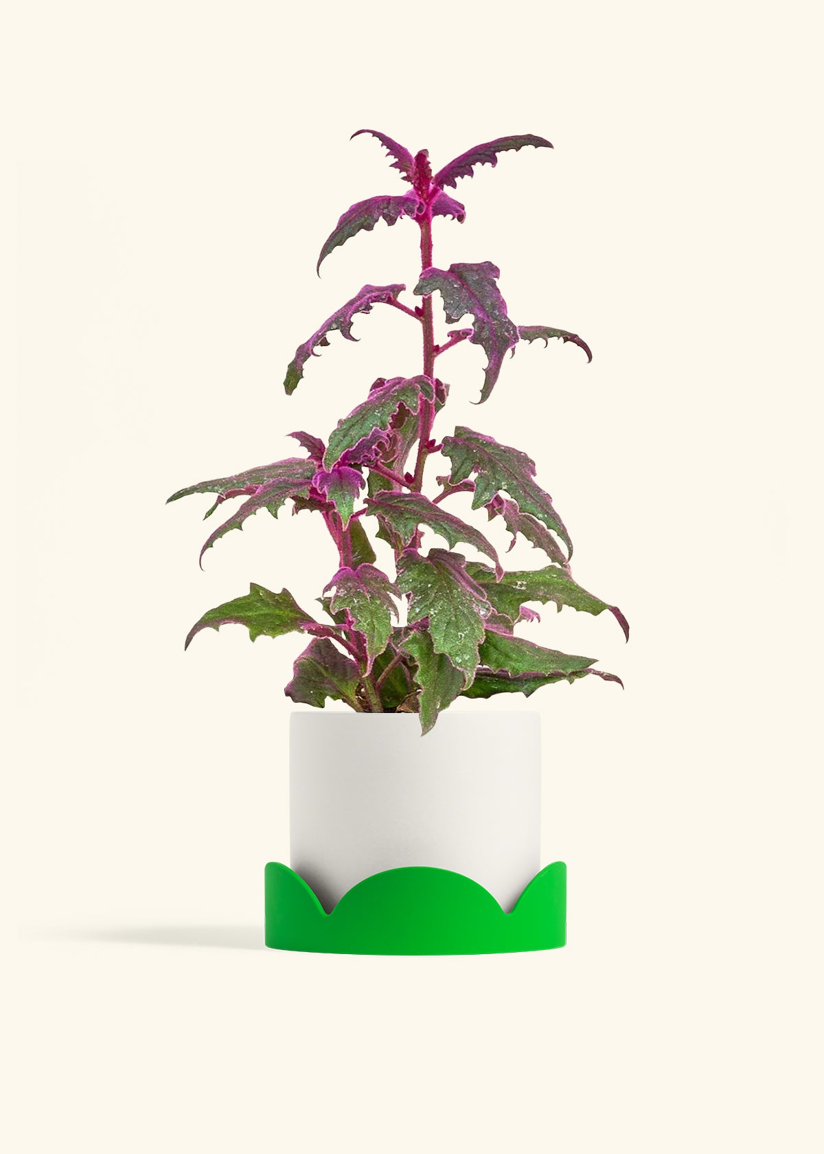 Purple Passion Plant in a 6  inches White Classic Cylinder Planter in a Oat Petal Drip Tray