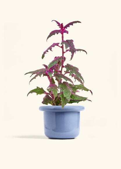 Purple Passion Plant in a 6  inches Fat Lip Blue Planter 