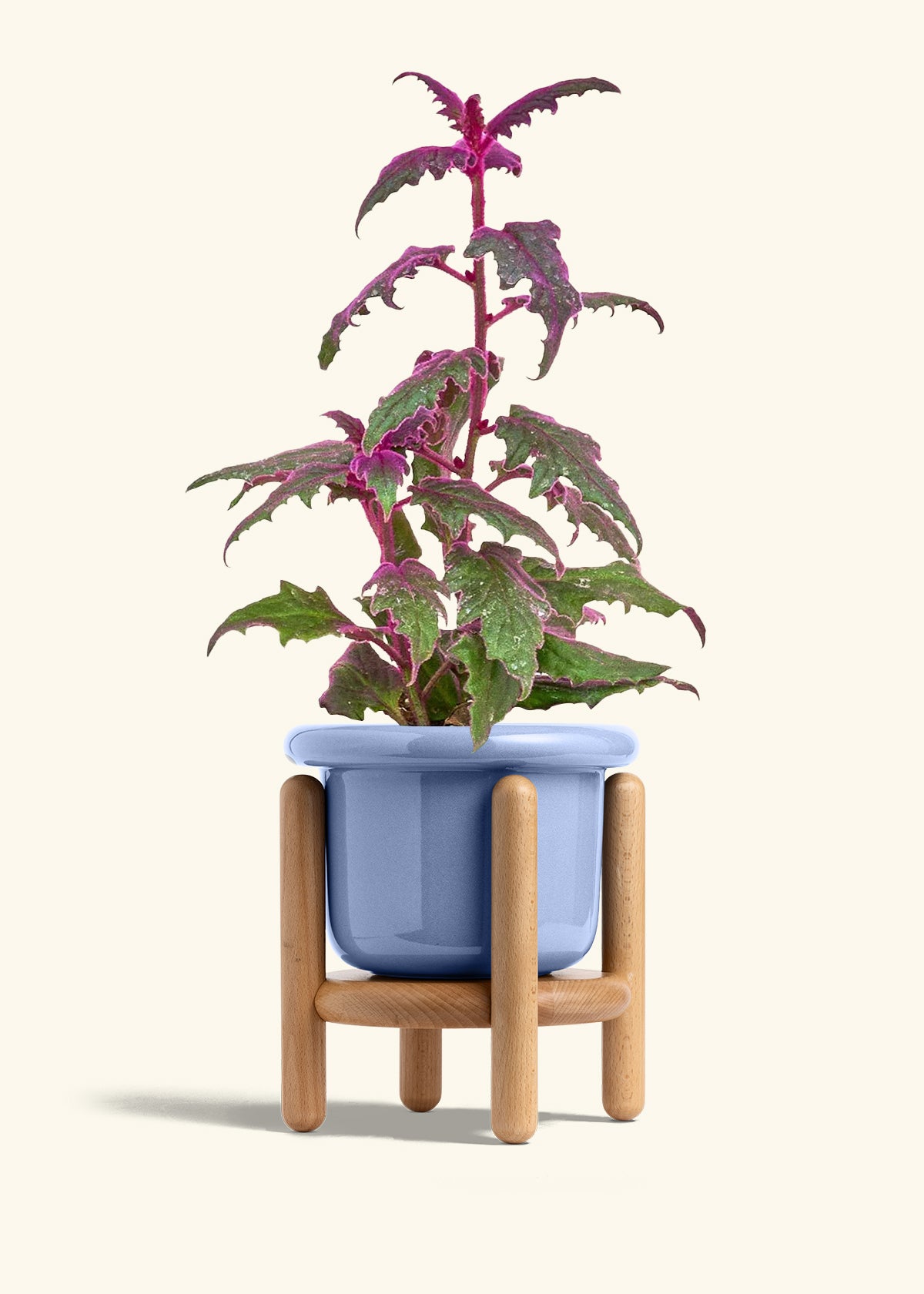 Purple Passion Plant in a 6  inches Fat Lip Blue Planter in a Beech Wood Stand