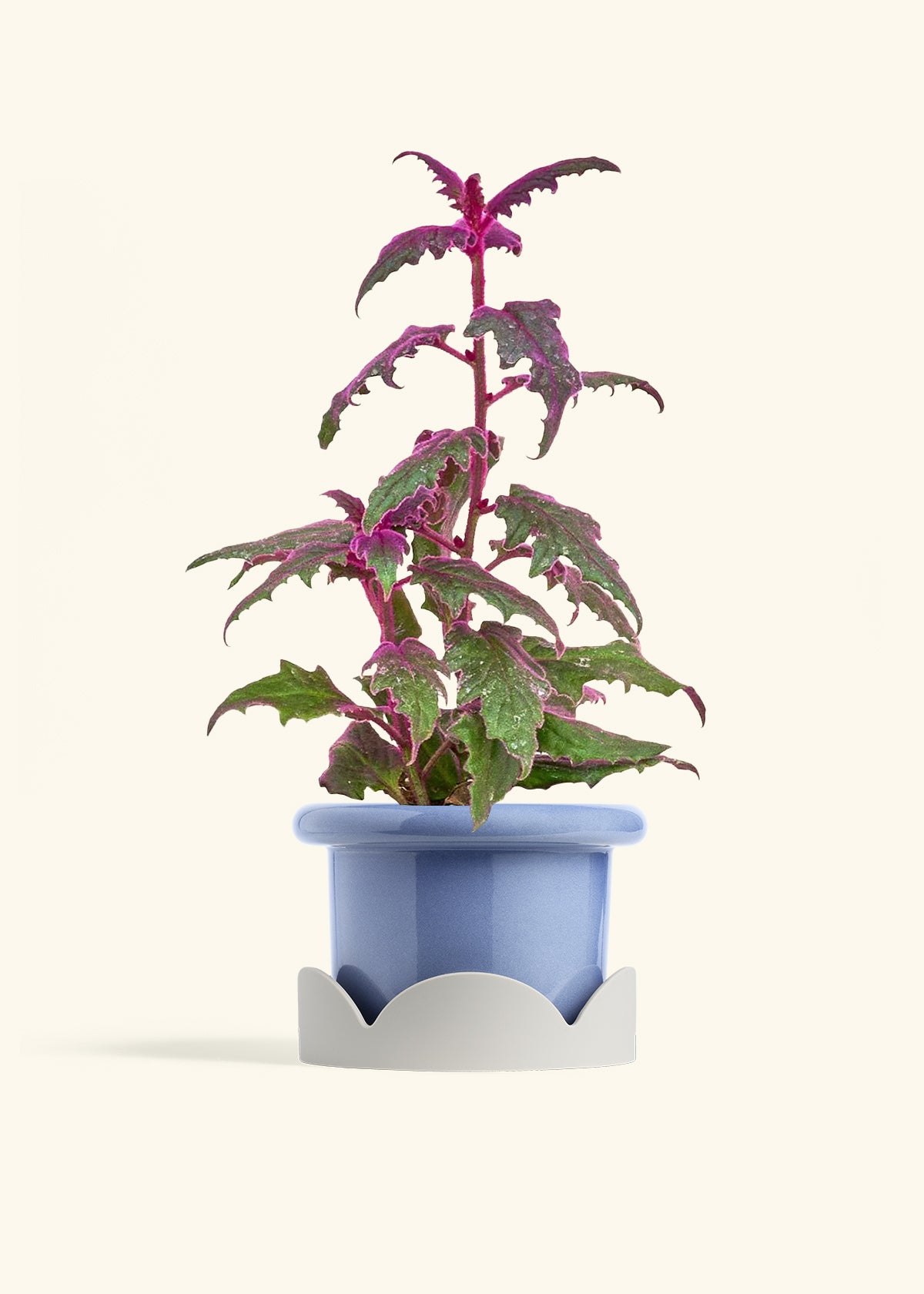 Purple Passion Plant in a 6  inches Fat Lip Blue Planter in a Oat Petal Drip Tray