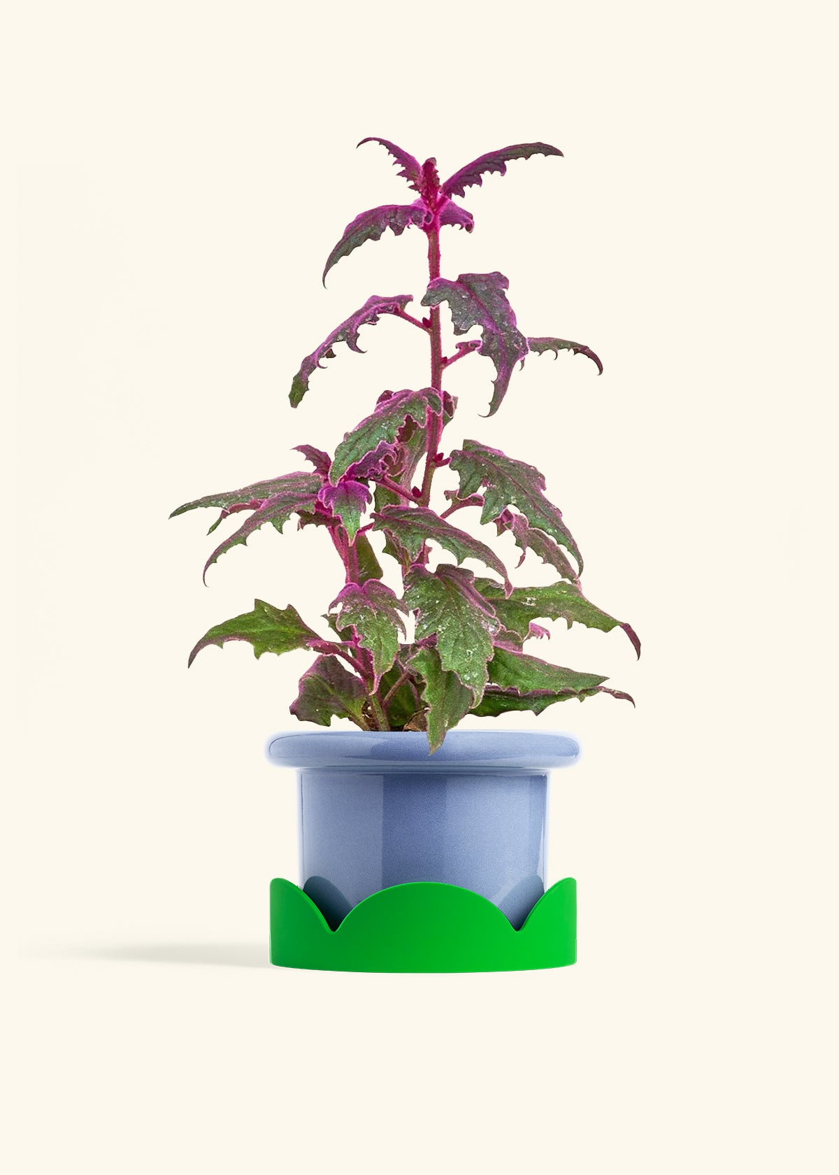 Purple Passion Plant in a 6  inches Fat Lip Blue Planter in a Shamrock Petal Drip Tray