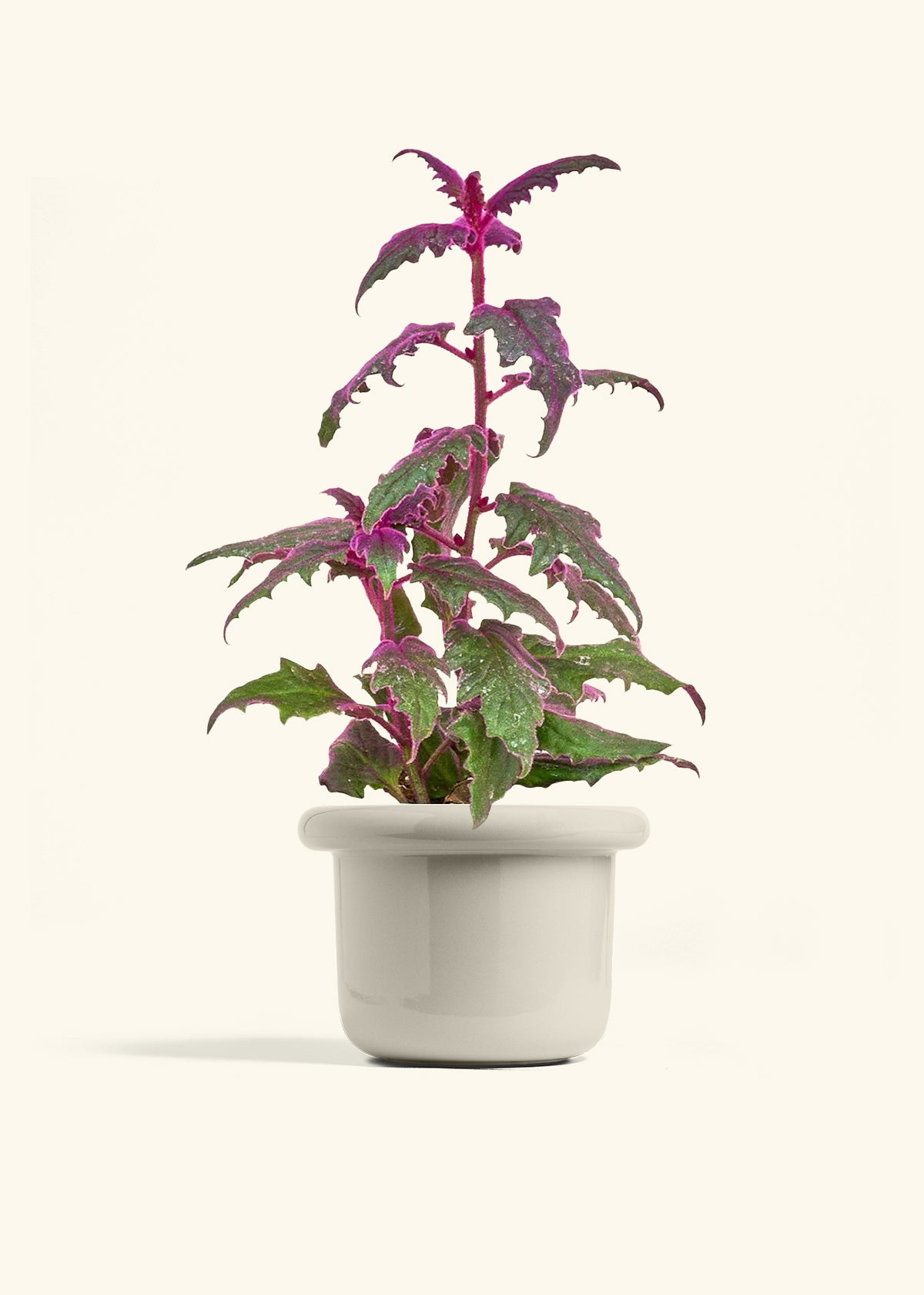 Purple Passion Plant in a 6  inches Fat Lip Oat Planter in a Oat Petal Drip Tray