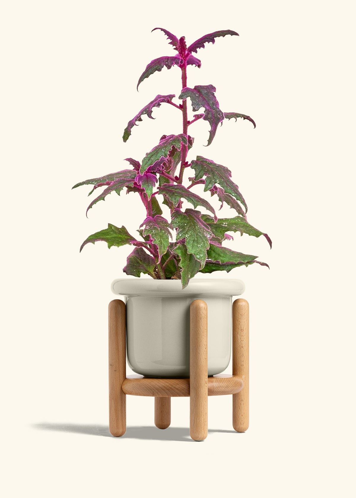 Purple Passion Plant in a 6  inches Fat Lip Oat Planter in a Beech Wood Stand