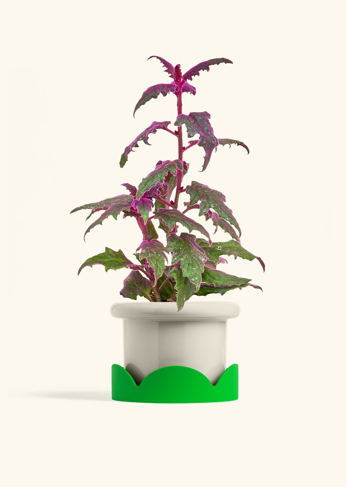 Purple Passion Plant in a 6  inches Fat Lip Oat Planter in a Shamrock Petal Drip Tray