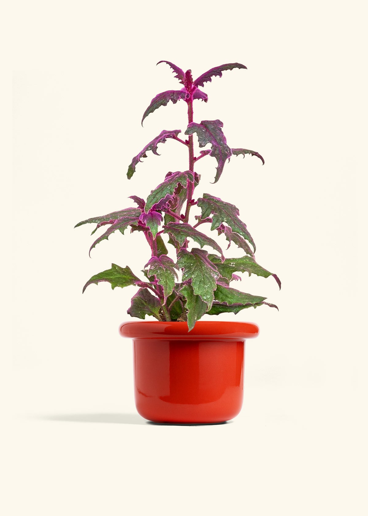 Purple Passion Plant in a 6  inches Fat Lip Red Planter