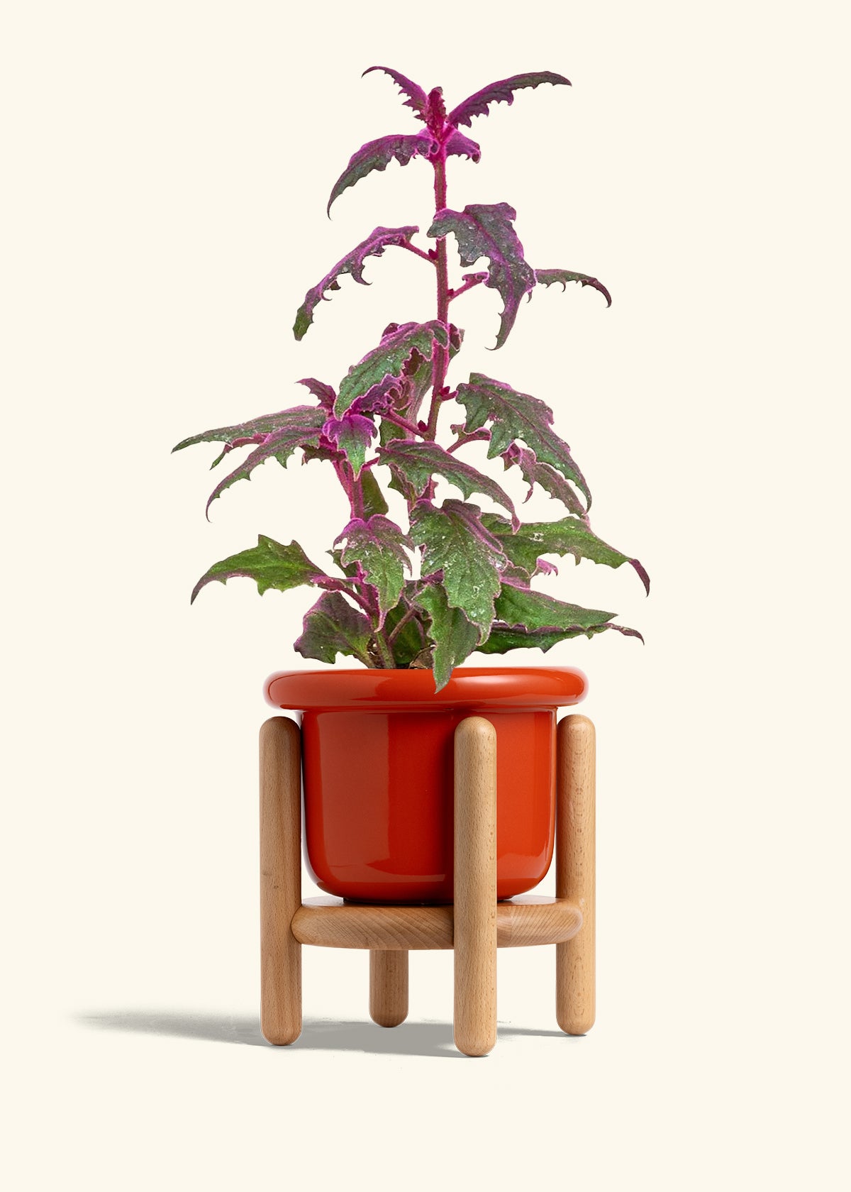 Purple Passion Plant in a 6  inches Fat Lip Red Planter in a Beech Wood Stand