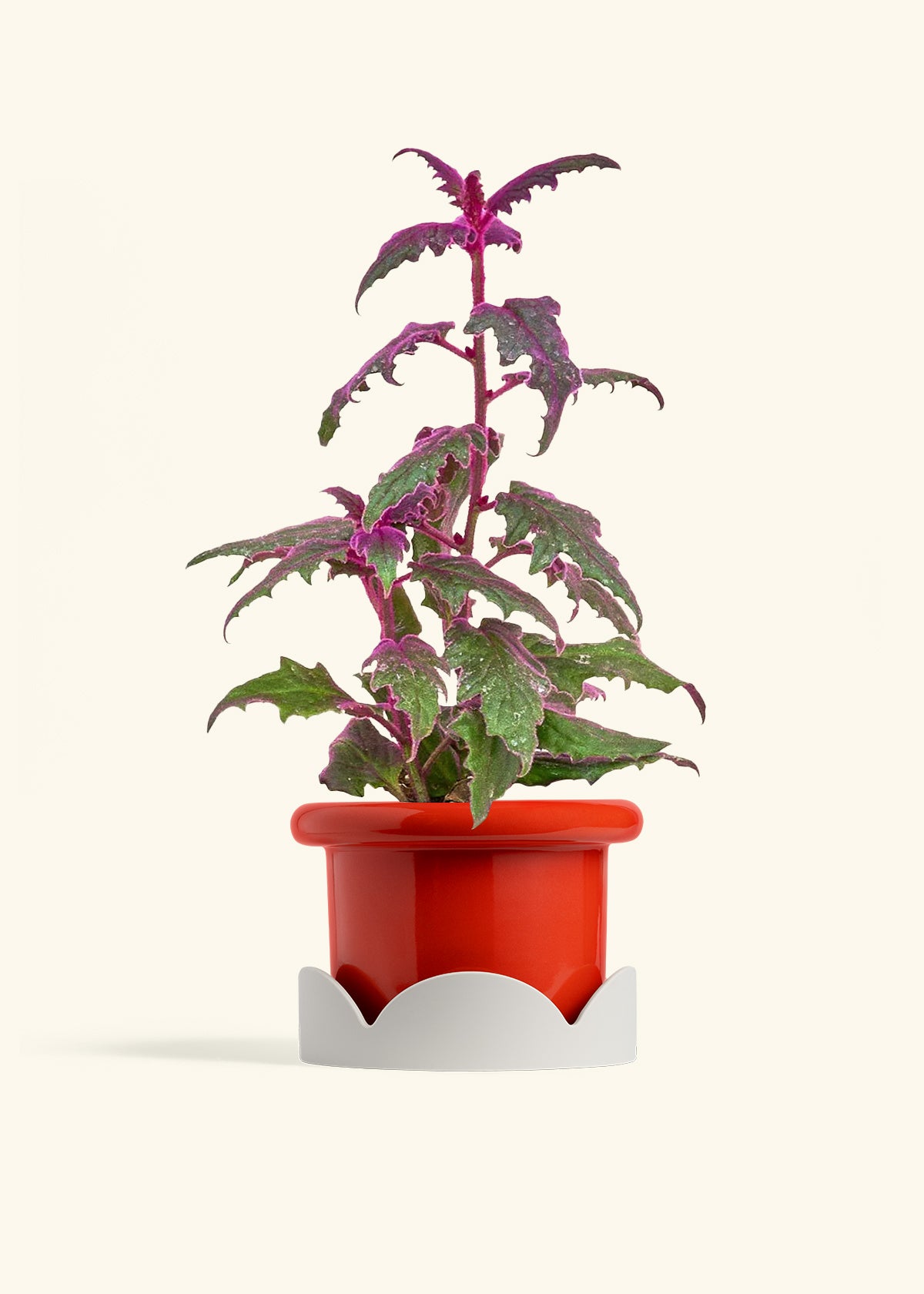 Purple Passion Plant in a 6  inches Fat Lip Red Planter in a Oat Petal Drip Tray