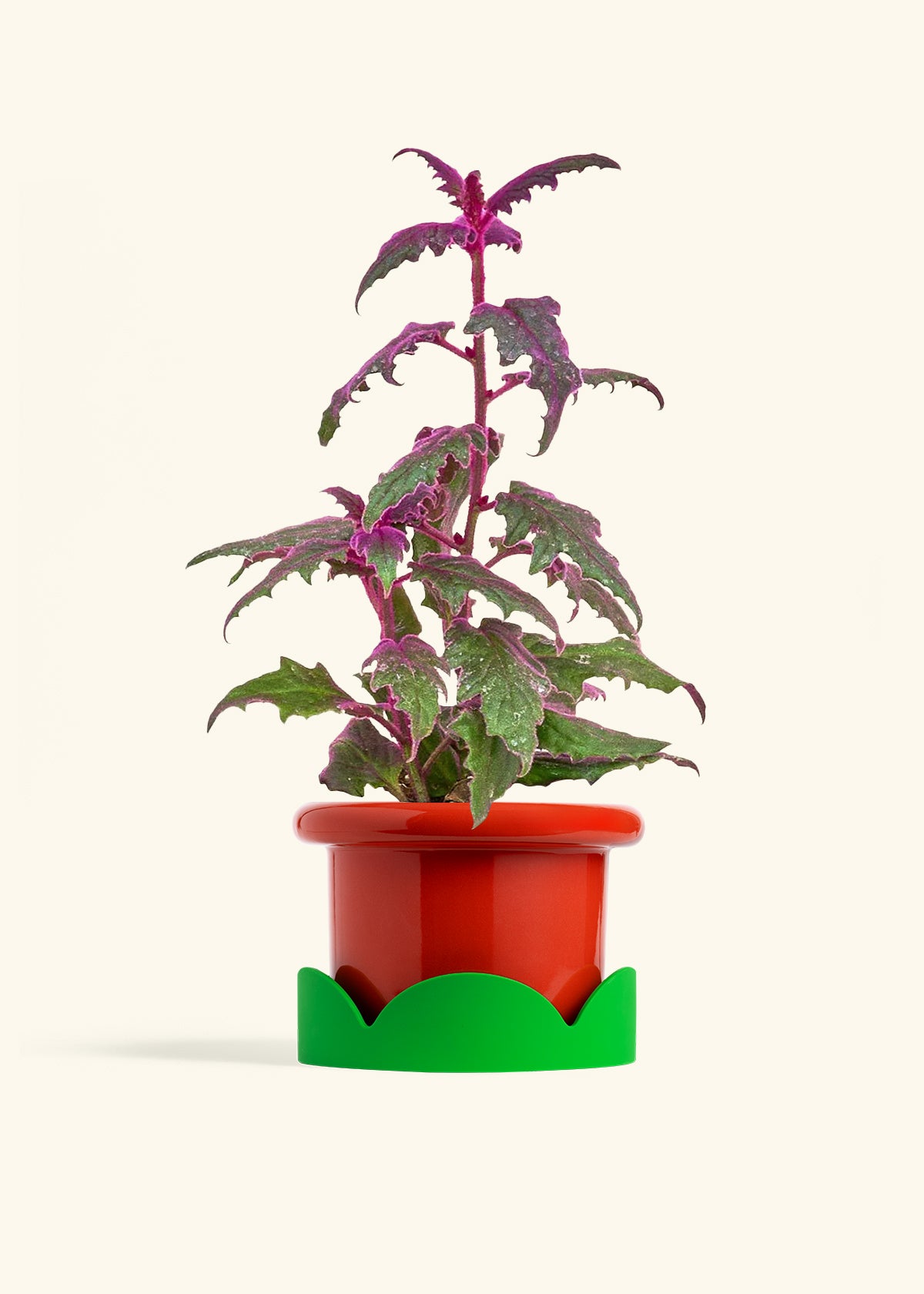 Purple Passion Plant in a 6  inches Fat Lip Red Planter in a Shamrock Petal Drip Tray