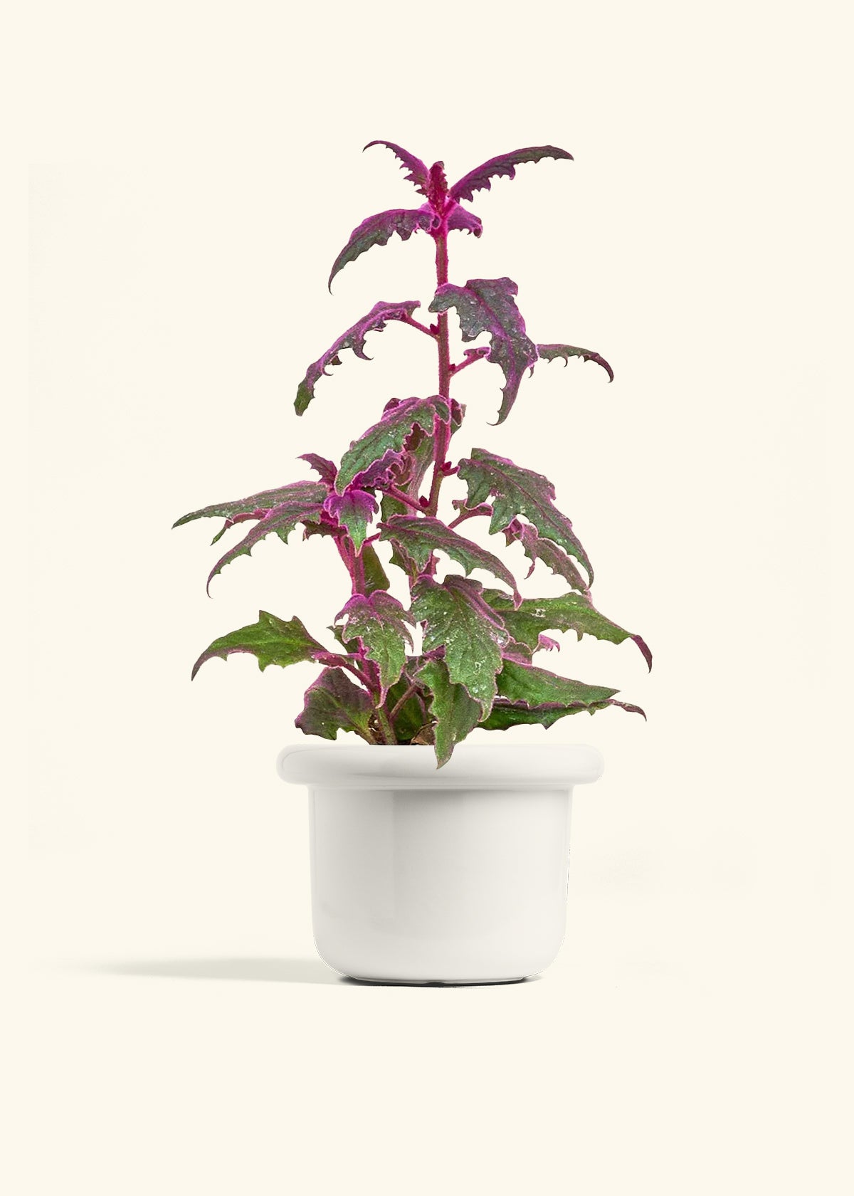 Purple Passion Plant in a 6  inches Fat Lip White Planter