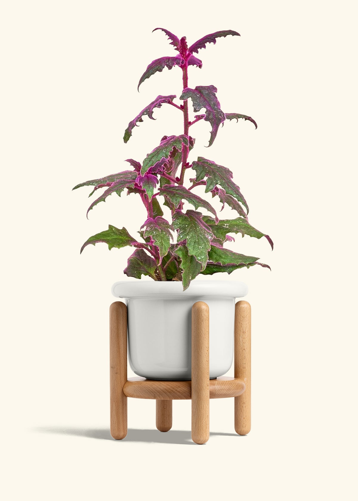 Purple Passion Plant in a 6  inches Fat Lip White Planter in a Beech Wood Stand