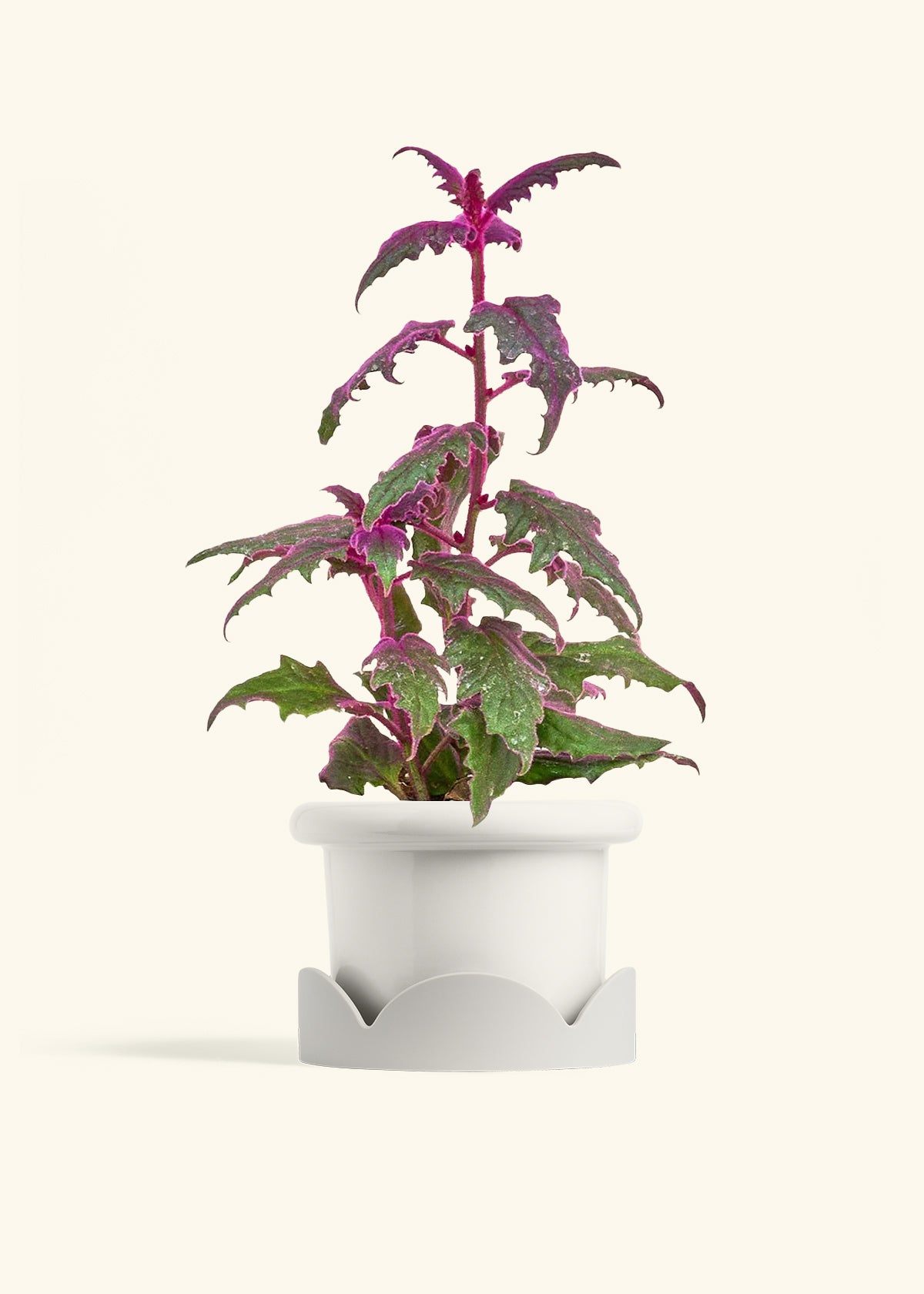 Purple Passion Plant in a 6  inches Fat Lip White Planter in a Oat Petal Drip Tray