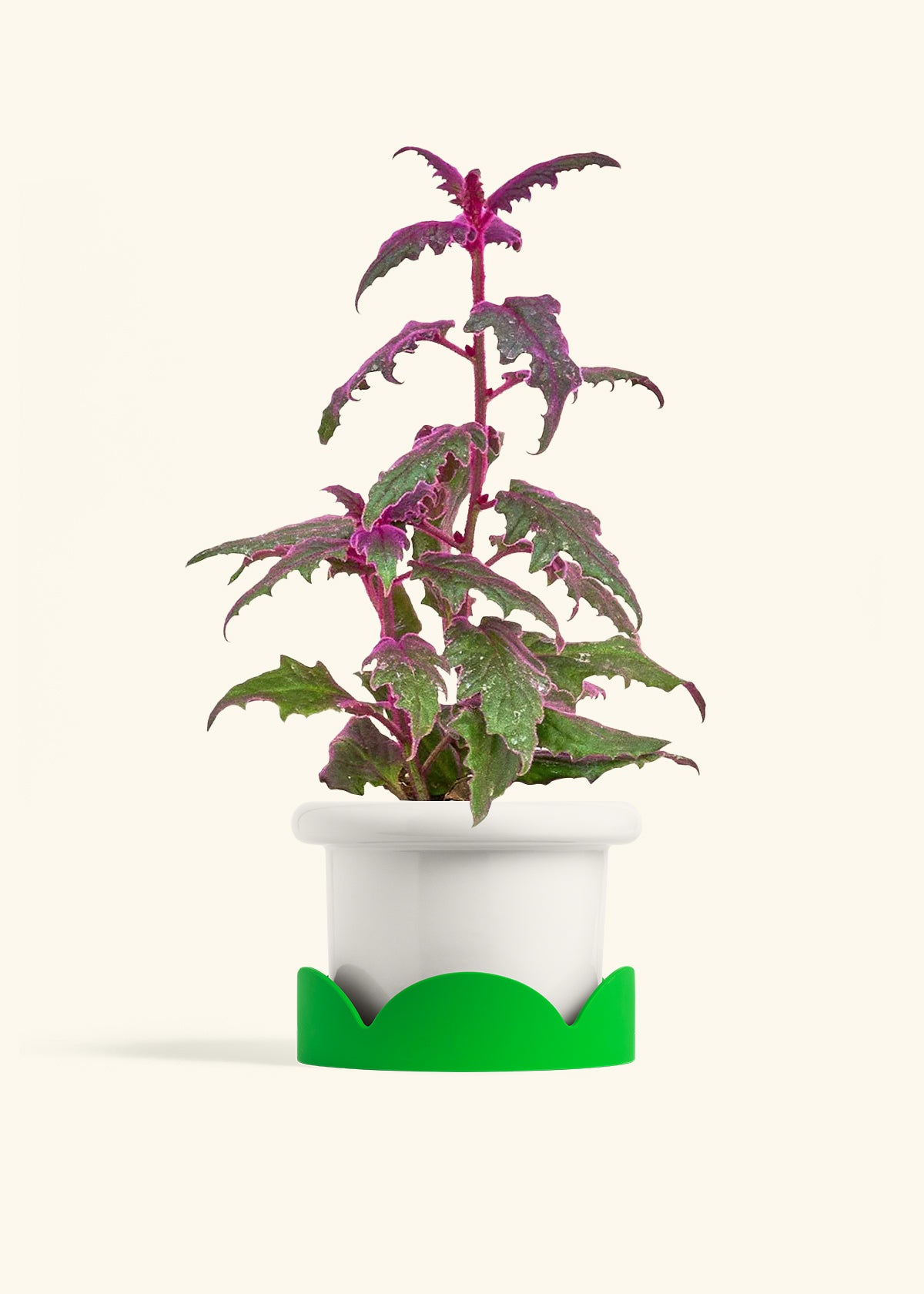 Purple Passion Plant in a 6  inches Fat Lip White Planter in a Shamrock Petal Drip Tray