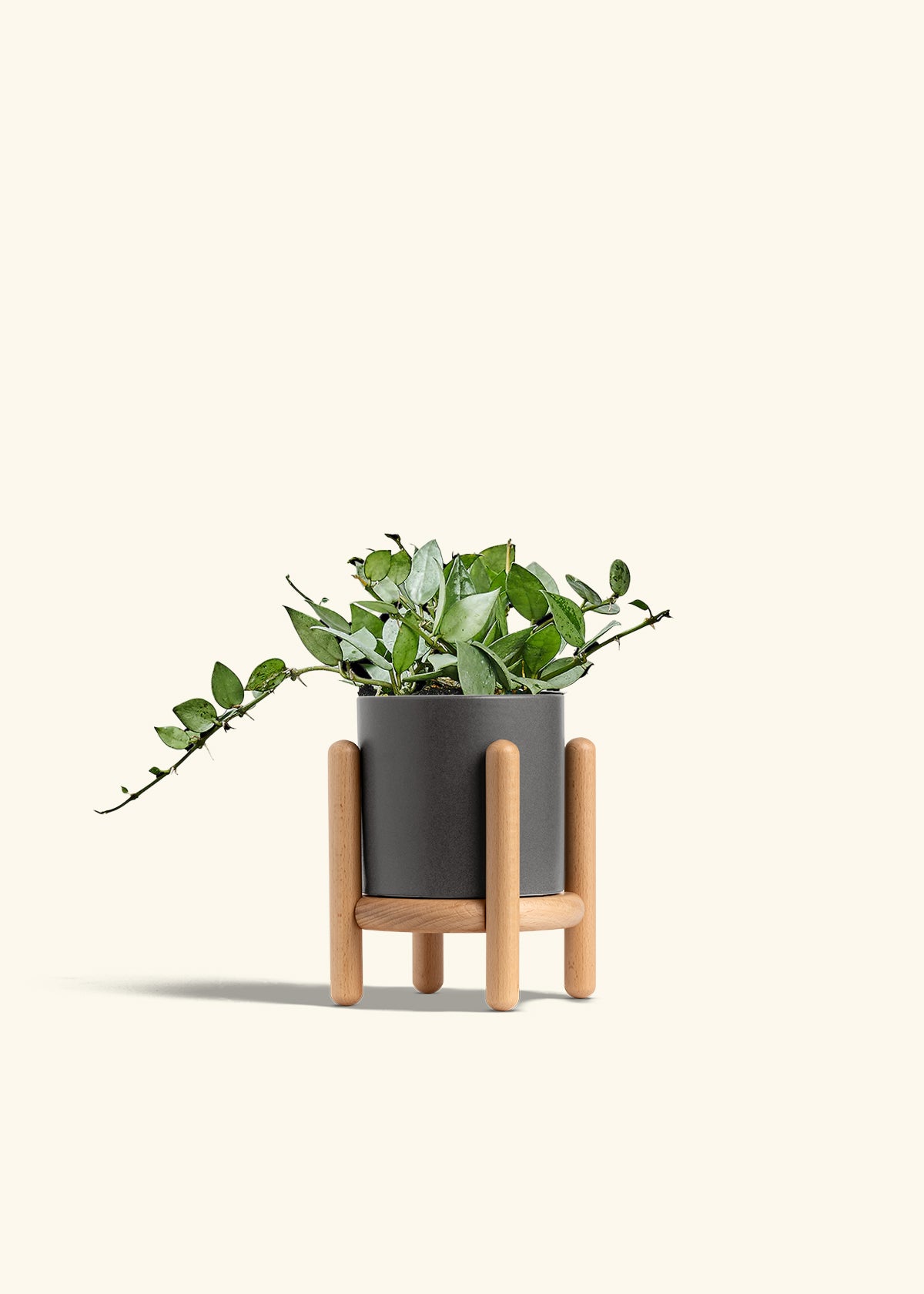 Hoya Arctic in a 4 inches Charcoal Classic Cylinder Planter in a Beech Wood Stand