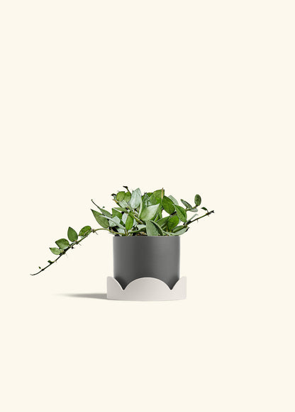 Hoya Arctic in a 4 inches Pink Classic Cylinder Planter in a Oat Petal Drip Tray