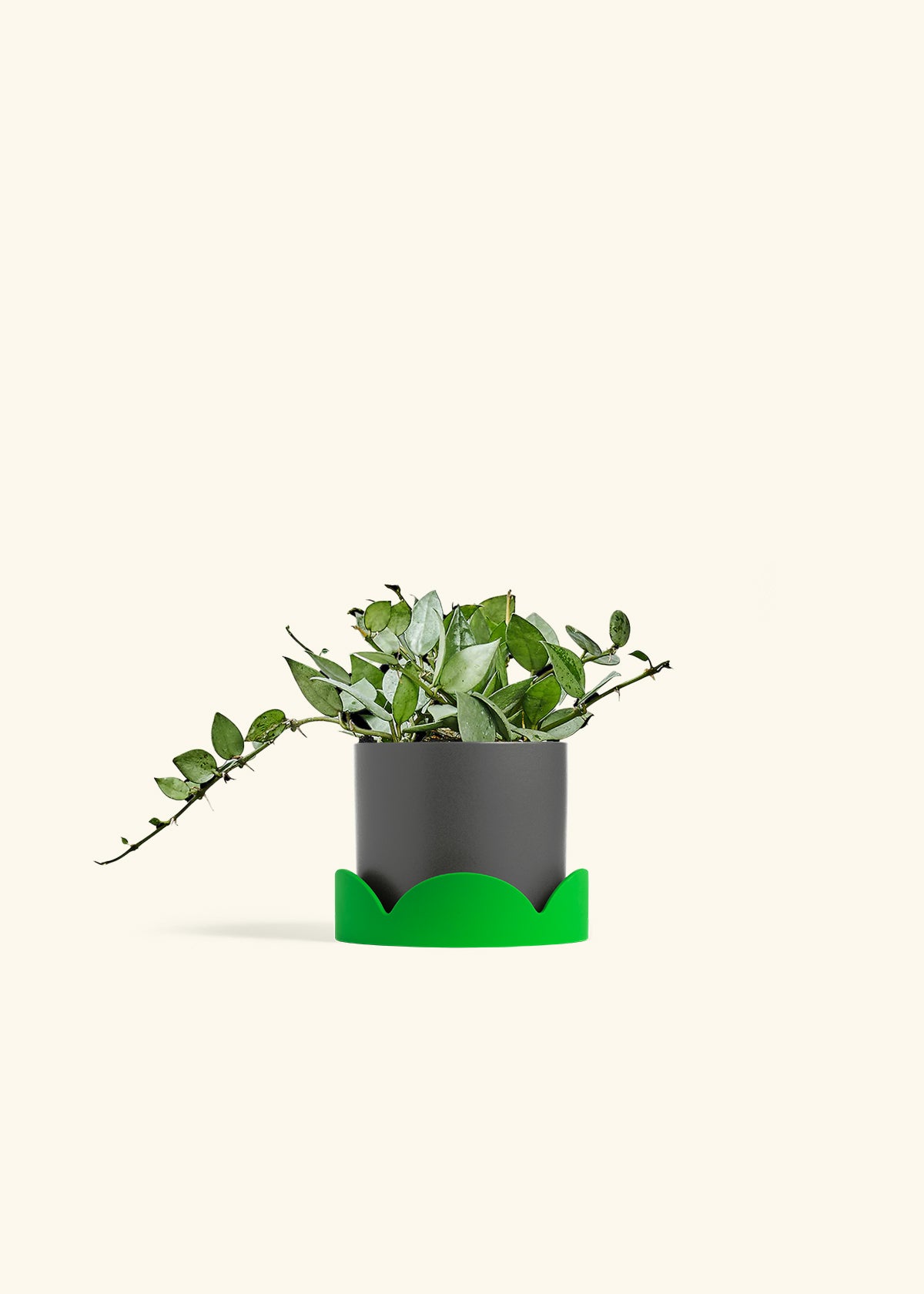 Hoya Arctic in a 4 inches Charcoal Classic Cylinder Planter in a Shamrock Petal Drip Tray