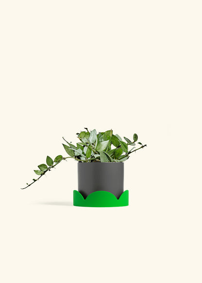 Hoya Arctic in a 4 inches Charcoal Classic Cylinder Planter in a Shamrock Petal Drip Tray