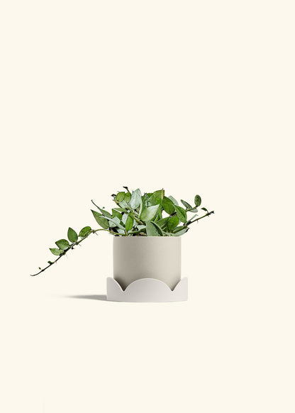 Hoya Arctic in a 4 inches Oat Classic Cylinder Planter in a Oat Petal Drip Tray