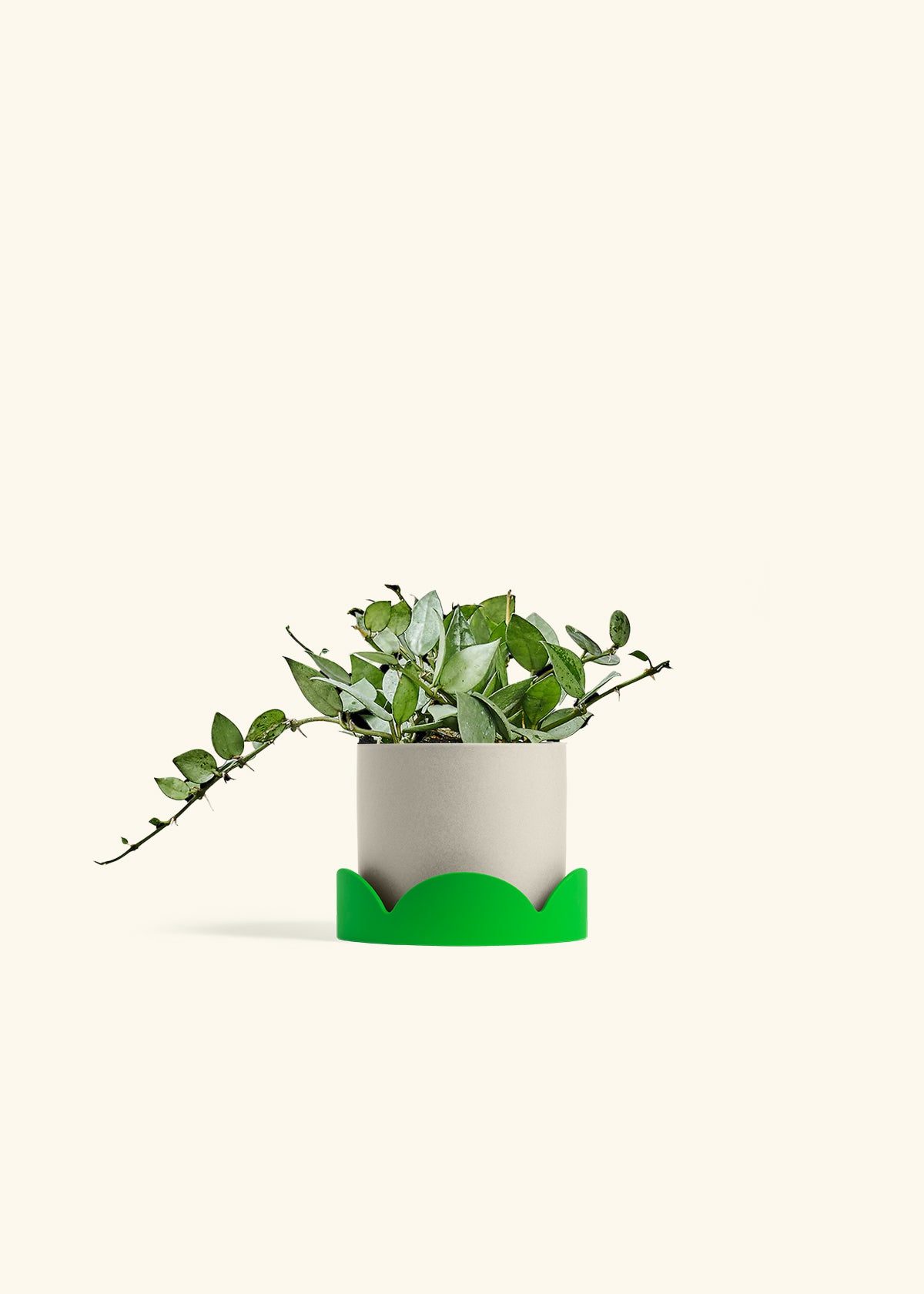 Hoya Arctic in a 4 inches Oat Classic Cylinder Planter in a Shamrock Petal Drip Tray