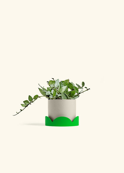 Hoya Arctic in a 4 inches Oat Classic Cylinder Planter in a Shamrock Petal Drip Tray