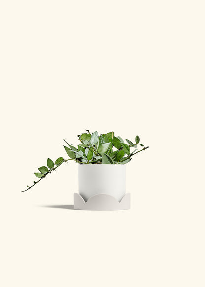 Hoya Arctic in a 4 inches White Classic Cylinder Planter in a Oat Petal Drip Tray